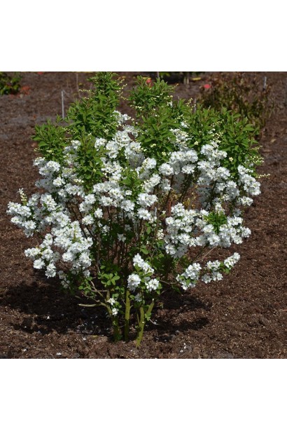 Exochorda `Magical Springtime` висота